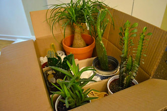 plants in box